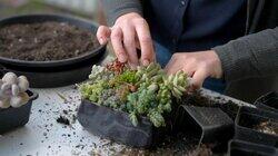 Episode 25 - Succulent, Botanic, Radio, Overgrown & Native Episode 25 - Succulent, Botanic, Radio, Overgrown & Native
