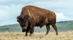 Grasslands: A Hidden Wilderness Grasslands: A Hidden Wilderness