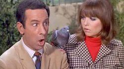 Spy, Spy, Birdie Spy, Spy, Birdie