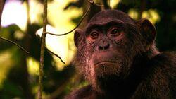 She Walks with Apes She Walks with Apes