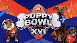 Puppy Bowl XVI Puppy Bowl XVI