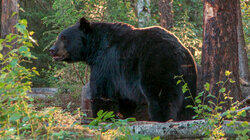 One Bear, Three Stories One Bear, Three Stories