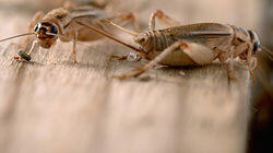 Cricket Cookies Cricket Cookies