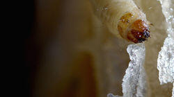 Wok-fried Wax Worms Wok-fried Wax Worms