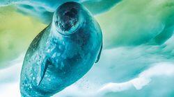 Antarctica