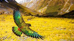 Wild Extremes Wild Extremes