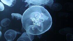 Jellyfish Jackpot Jellyfish Jackpot