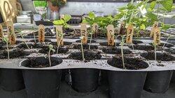 The Need for Seeds The Need for Seeds