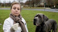 Thiel - 13 - Krumme Hunde Thiel - 13 - Krumme Hunde