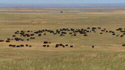 Dominion | American Prairie | Ina Garten Dominion | American Prairie | Ina Garten