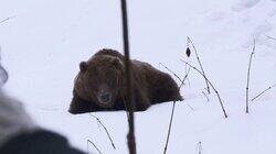 Bear in Sight