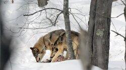 Wolf Watch Wolf Watch