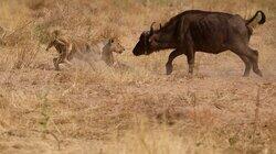 When Prey Attacks When Prey Attacks