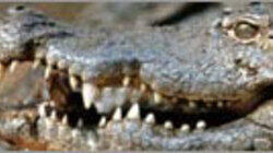 Secrets of the Crocodile Caves Secrets of the Crocodile Caves