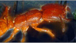 Master of the Killer Ants Master of the Killer Ants
