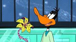 Duck Codgers Duck Codgers
