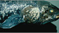 Ancient Creature of the Deep Ancient Creature of the Deep
