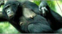 The Last Great Ape The Last Great Ape