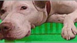 Animal Hospital Animal Hospital