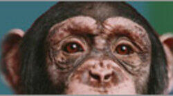 Ape Genius Ape Genius