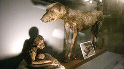 Animal Mummies Animal Mummies