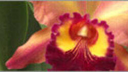 The Orchid Hunter The Orchid Hunter