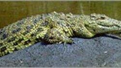 Crocodiles! Crocodiles!