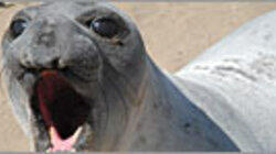 Ocean Animal Emergency Ocean Animal Emergency