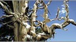 Methuselah Tree Methuselah Tree