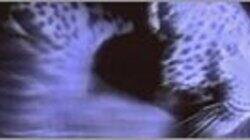 Leopards of the Night Leopards of the Night