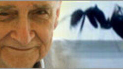 Lord of the Ants Lord of the Ants