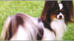 Dogs and More Dogs Dogs and More Dogs