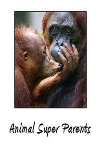 Animal Super Parents Animal Super Parents