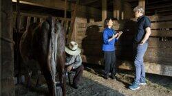 Milking Milking