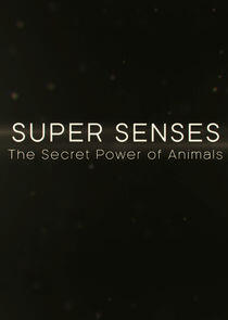 Super Senses: The Secret Power of Animals Super Senses: The Secret Power of Animals