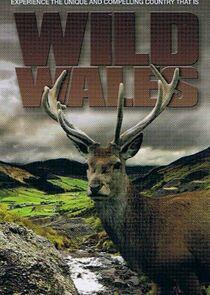 Wild Wales Wild Wales