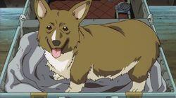 Stray Dog Strut Stray Dog Strut