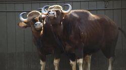 The Great Gaur Move The Great Gaur Move