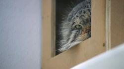 Grumpy Cats' New Digs Grumpy Cats' New Digs