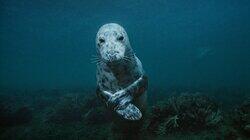 Sea Change: Bounty in the Gulf of Maine Sea Change: Bounty in the Gulf of Maine
