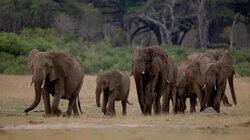 The Waterhole The Waterhole