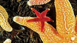 Sea Change: Peril in the Gulf of Maine Sea Change: Peril in the Gulf of Maine