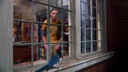 The Ornithophobia Diffusion The Ornithophobia Diffusion