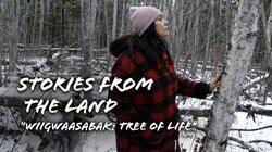 Wiigwaasabak - The Tree of Life Wiigwaasabak - The Tree of Life