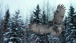 Canada: Surviving the Wild North Canada: Surviving the Wild North