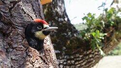 Woodpeckers: The Hole Story Woodpeckers: The Hole Story