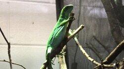 All Iguana Do All Iguana Do