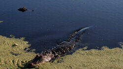 Gator Gold Rush Gator Gold Rush