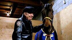 May the Horse Be with You May the Horse Be with You