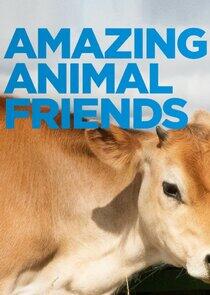 Amazing Animal Friends Amazing Animal Friends
